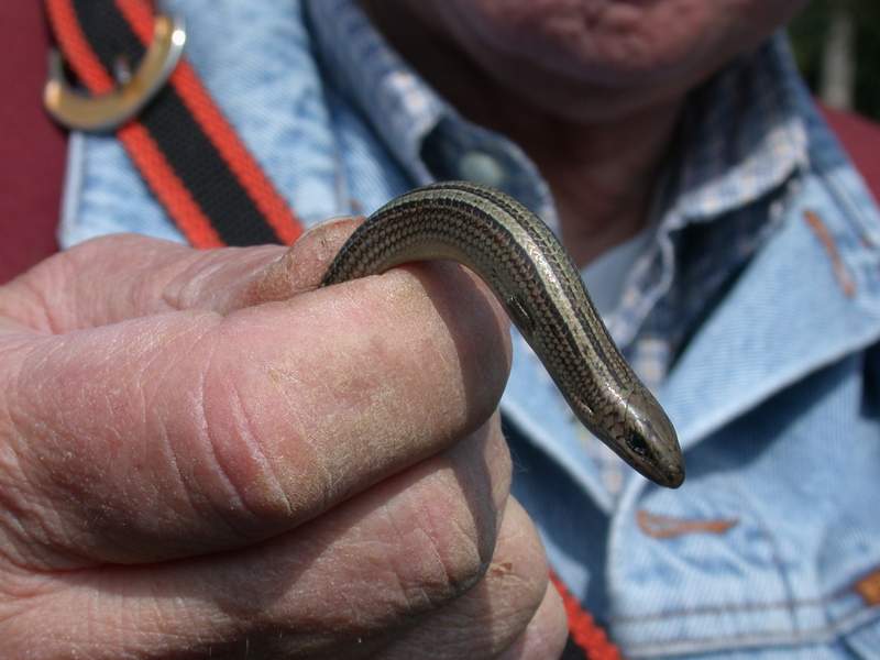 Luscengola - Chalcides chalcides