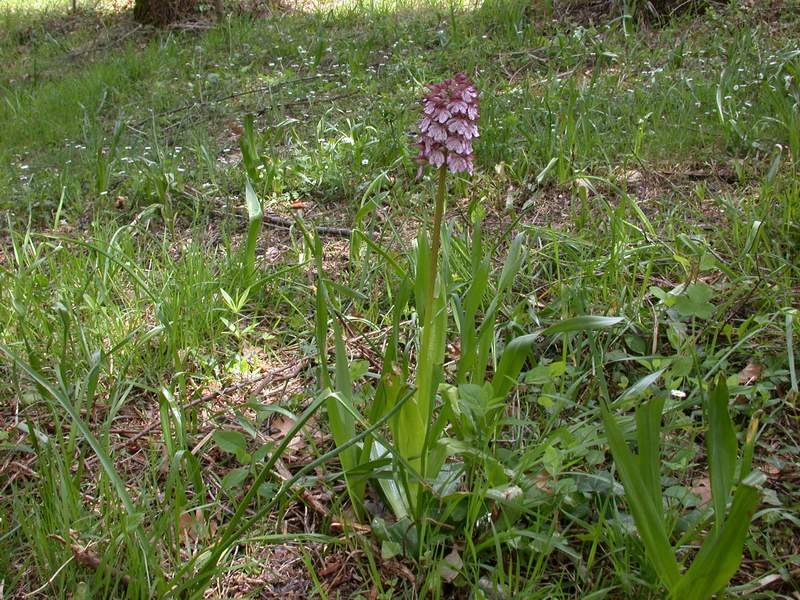 Orchis purpurea