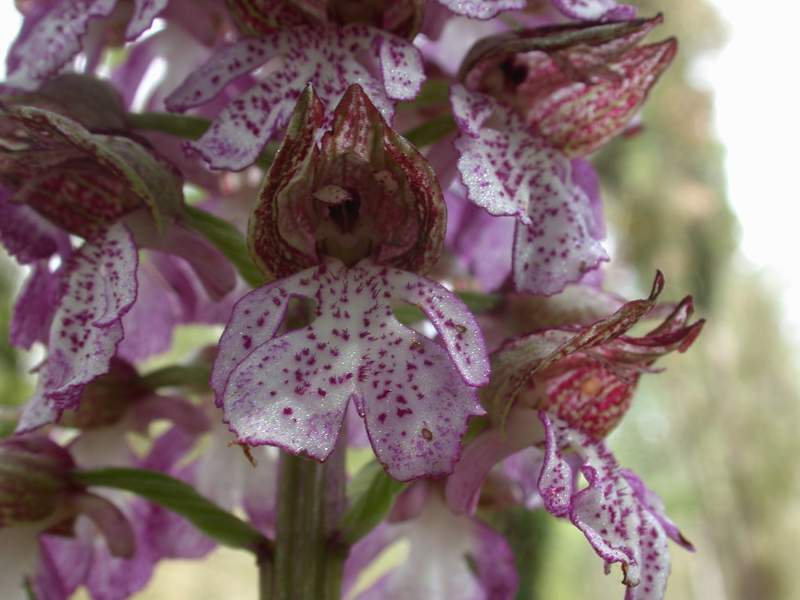 Orchis purpurea