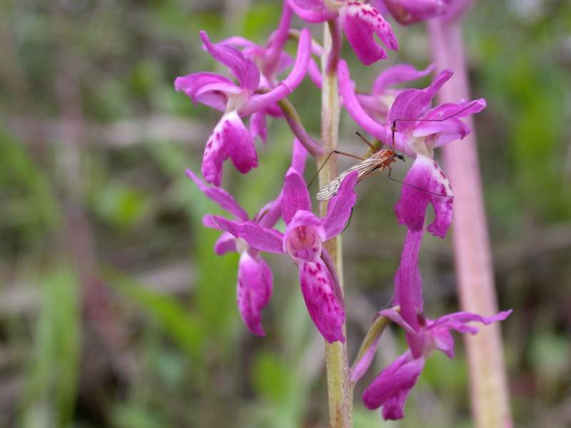 Orchis palustris