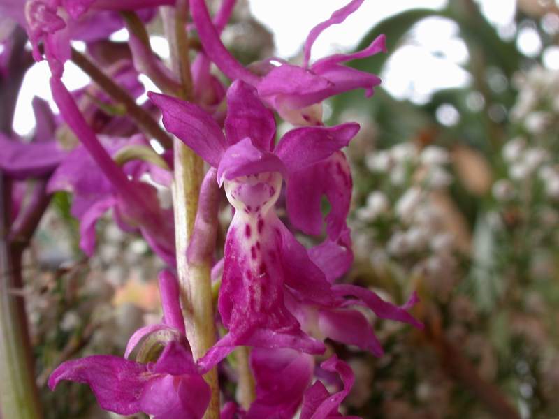 Orchis palustris