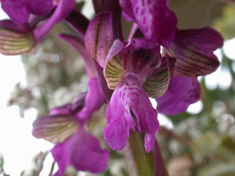 Orchis palustris