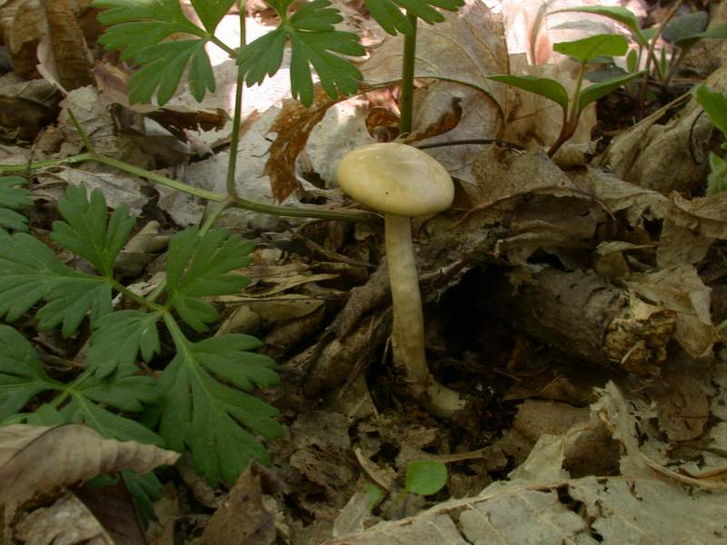 Agrocybe praecox