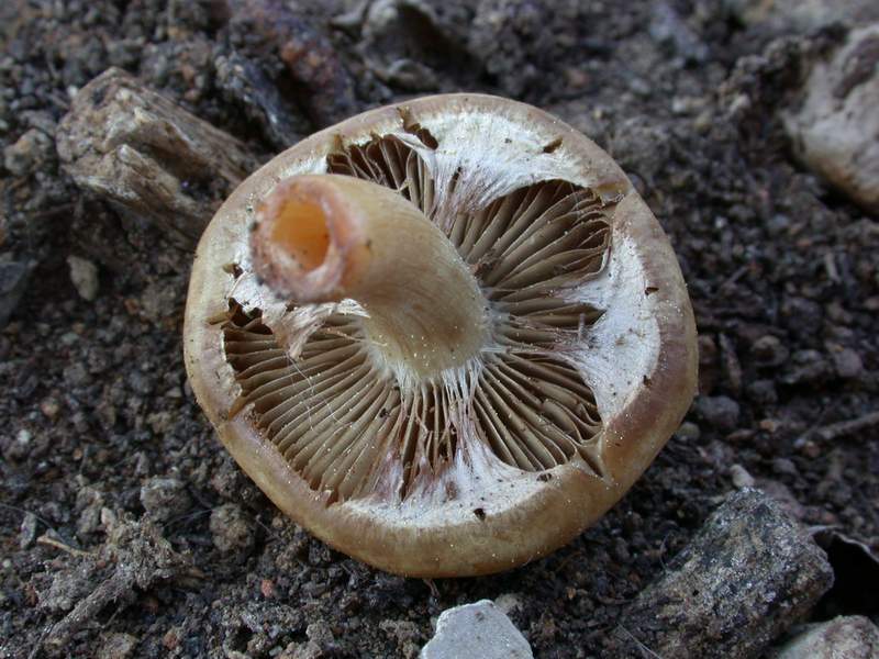 Agrocybe praecox