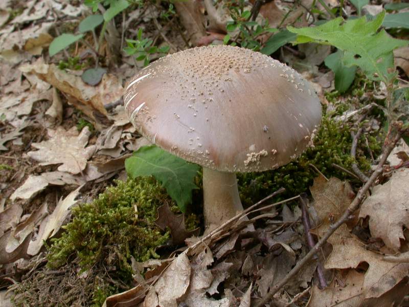 Amanita rubescens var. annulosulfurea