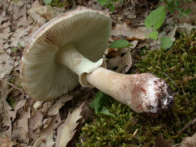 Amanita rubescens var. annulosulfurea