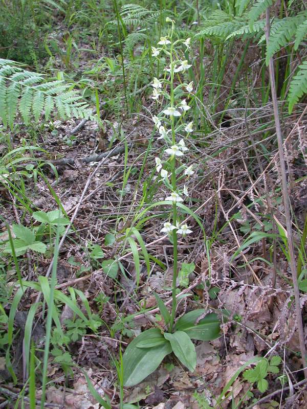 Plathanthera chlorantha  &  .......