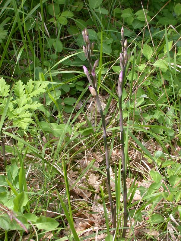 Plathanthera chlorantha  &  .......