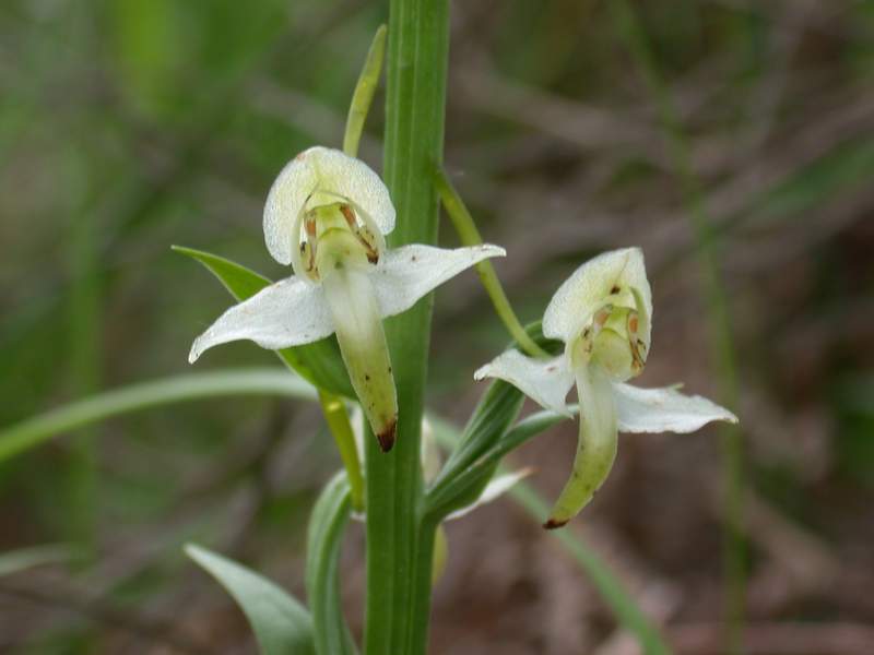 Plathanthera chlorantha  &  .......