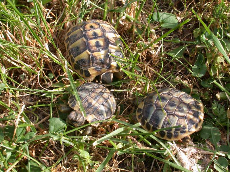 Testudo hermanni - Le mie nipotine