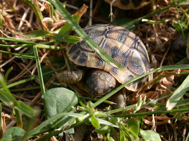 Testudo hermanni - Le mie nipotine