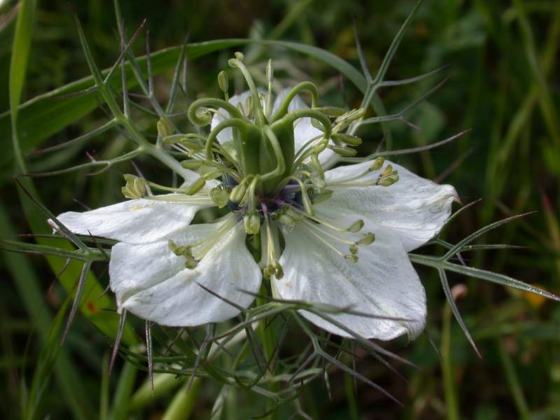 Nigella damascena / Damigella scapigliata