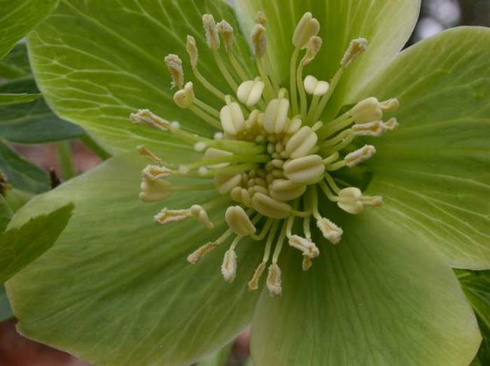 Helleborus viridis / Elleboro verde
