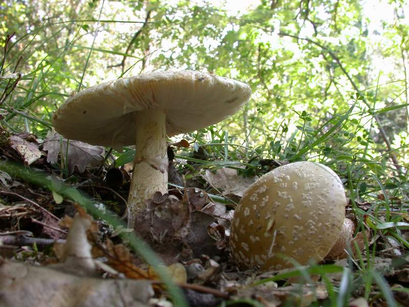 Un Amanita francheti