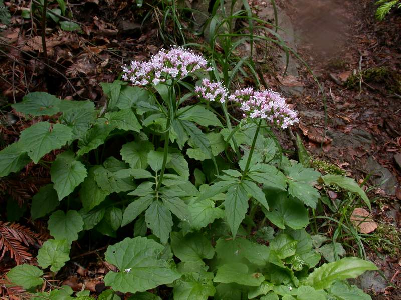 Valeriana tripteris / Valeriana trifogliata