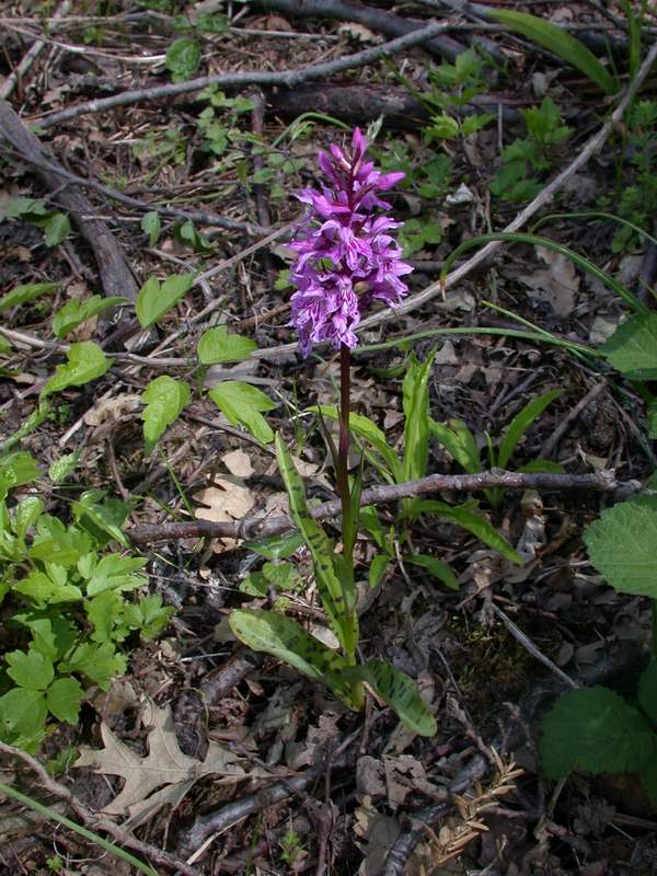 Dactylorhiza maculata e Orchis mascula