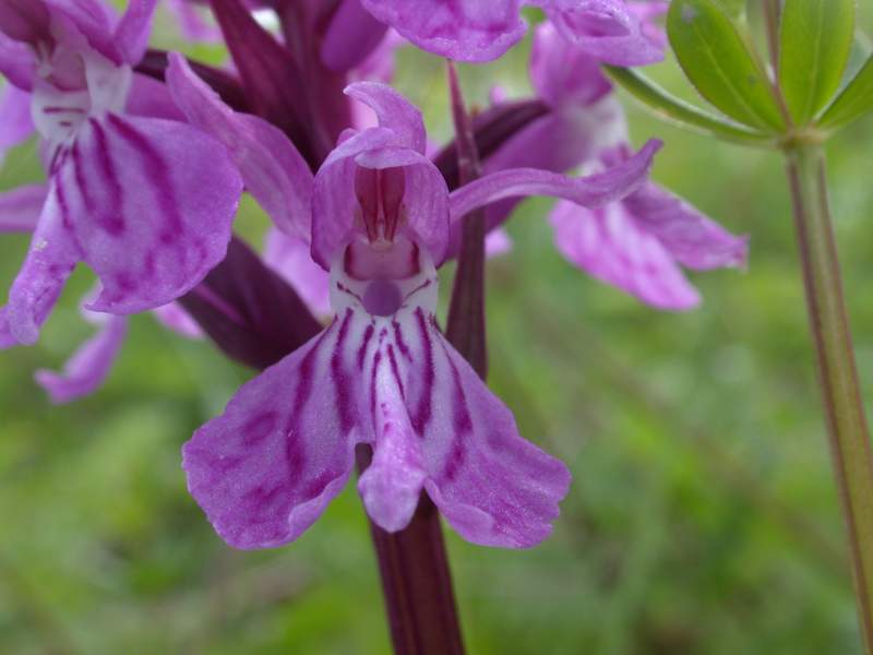 Dactylorhiza maculata e Orchis mascula