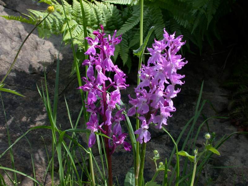 Dactylorhiza maculata e Orchis mascula