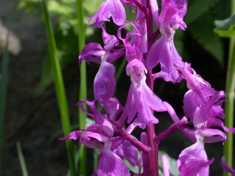 Dactylorhiza maculata e Orchis mascula