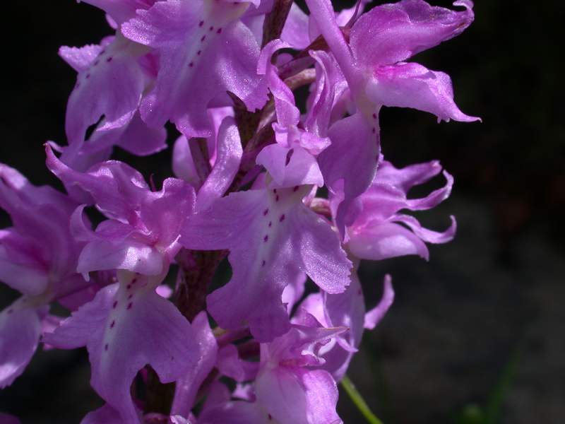 Dactylorhiza maculata e Orchis mascula