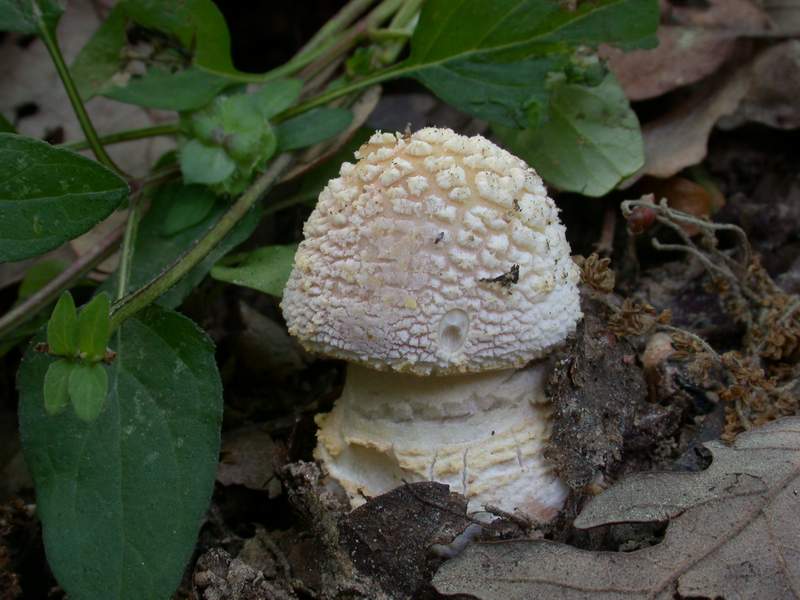 Un Amanita francheti