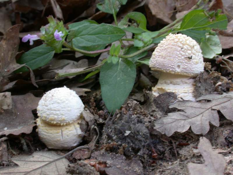 Un Amanita francheti