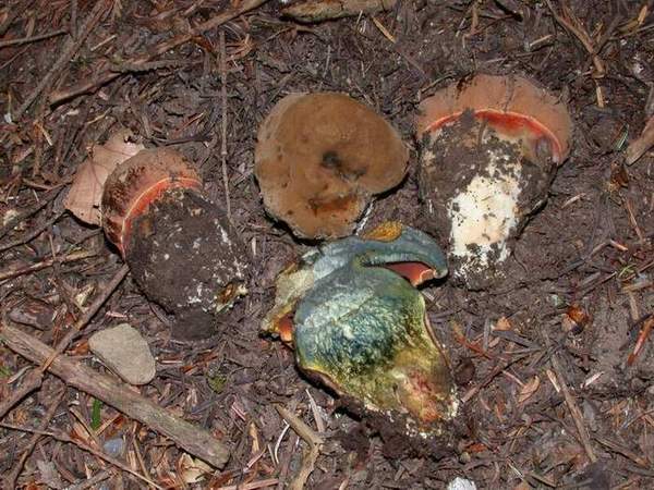 Boletus erythropus Pers.