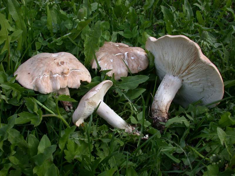 Ancora Calocybe gambosa