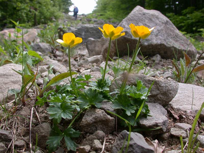 Fiori di montagna - Abetone