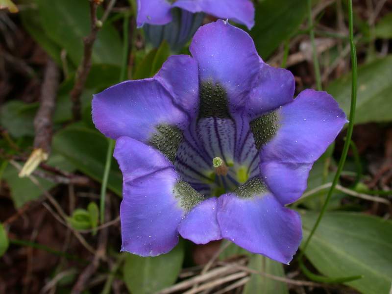 Fiori di montagna - Abetone