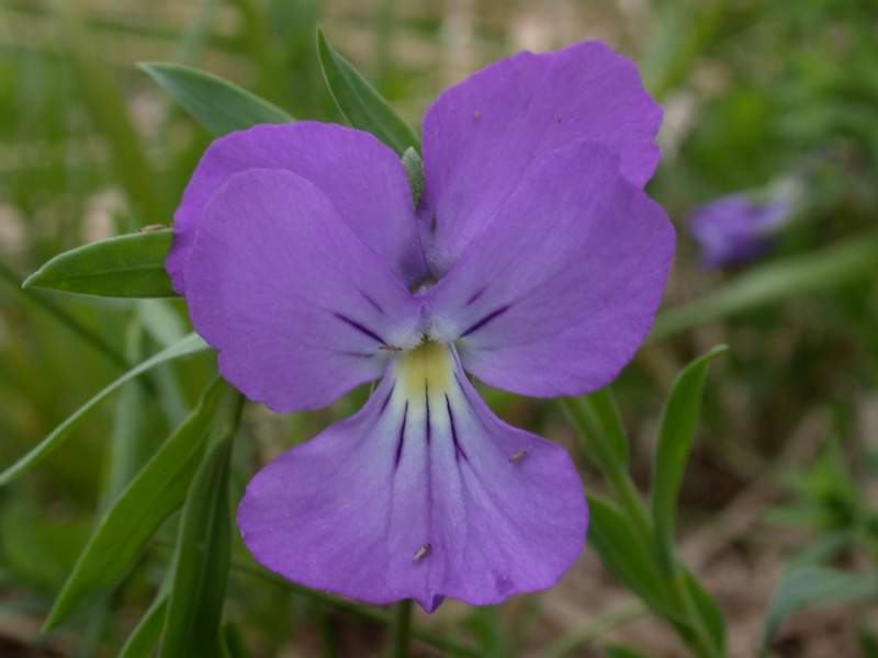 Fiori di montagna - Abetone