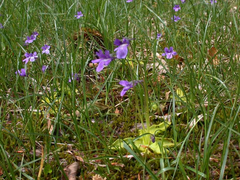 Fiori di montagna - Abetone