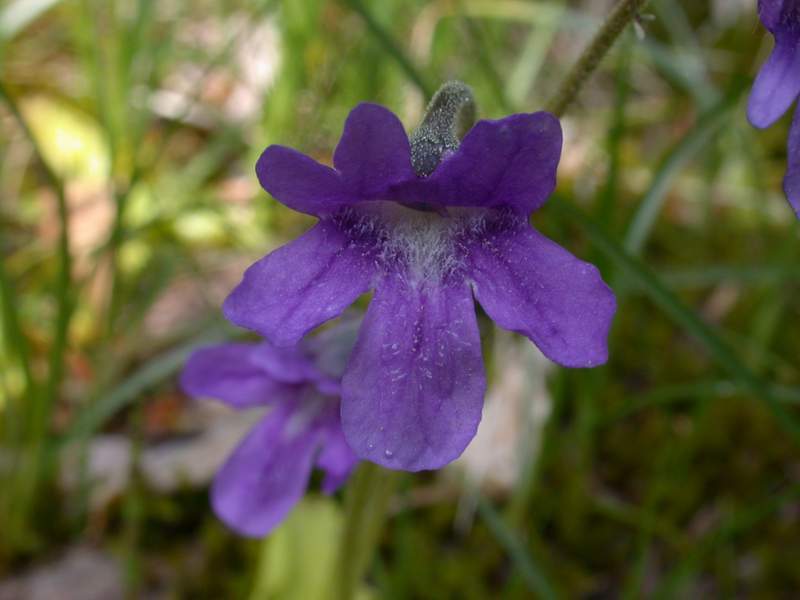 Fiori di montagna - Abetone