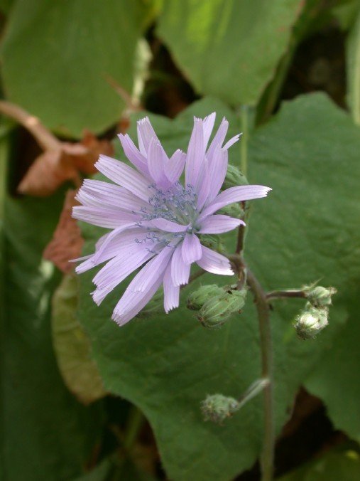 Lactuca alpina