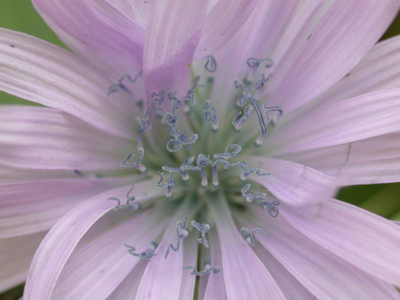 Lactuca alpina