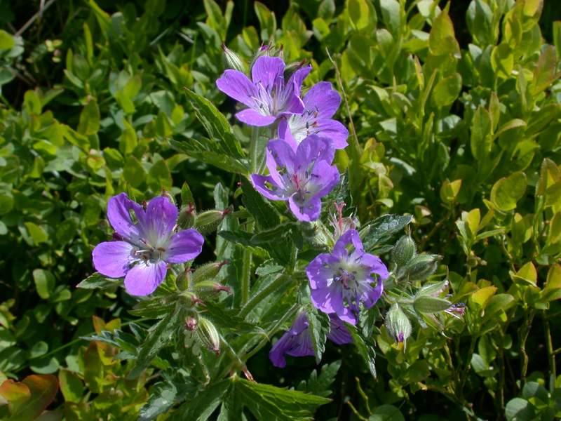 Fiori di montagna - Abetone