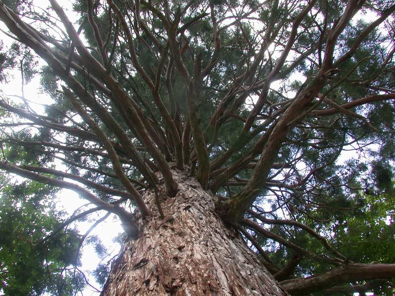 Sequoiadendron giganteum / Wellingtonia
