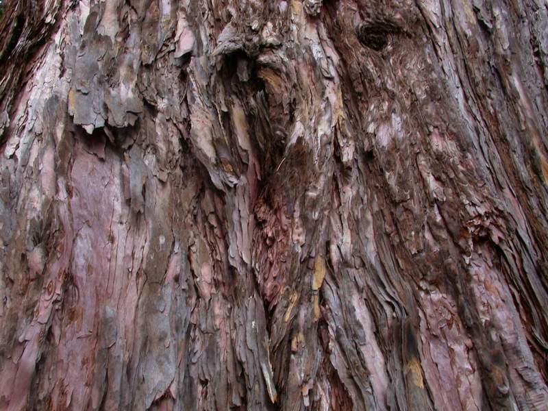 Sequoiadendron giganteum / Wellingtonia