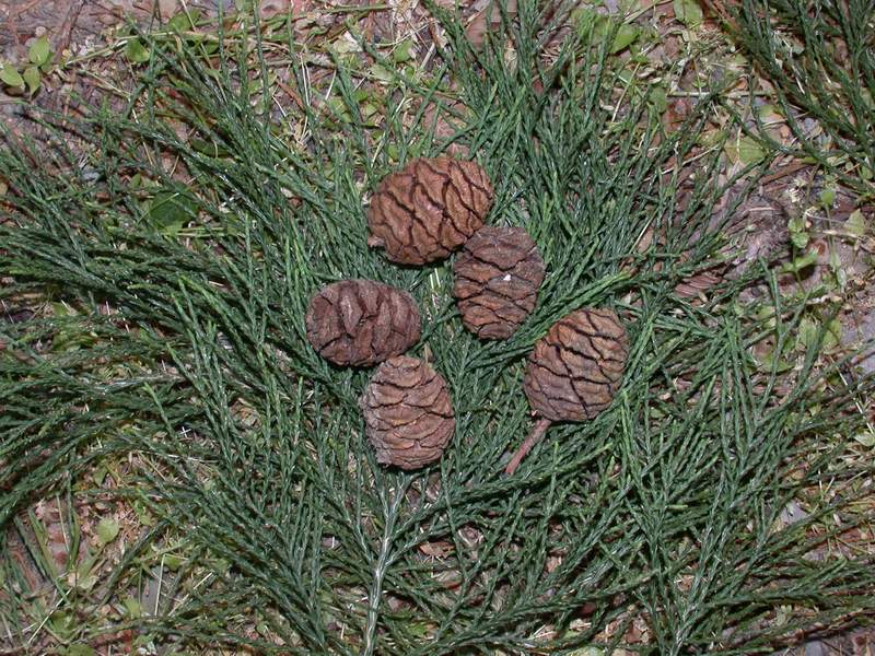 Sequoiadendron giganteum / Wellingtonia