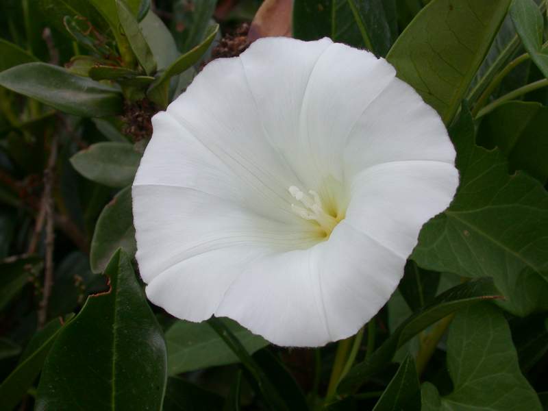 Calystegia sepium ?