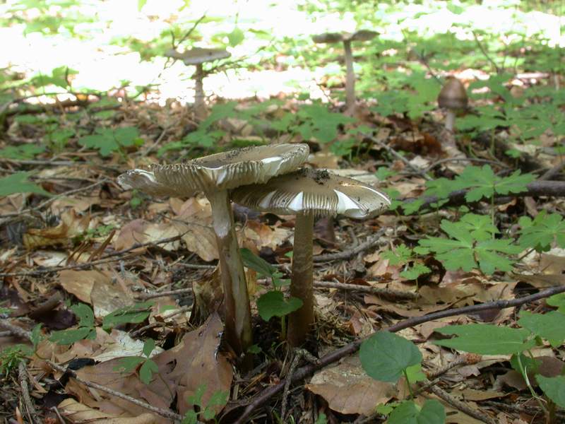 Ancora un Amanita