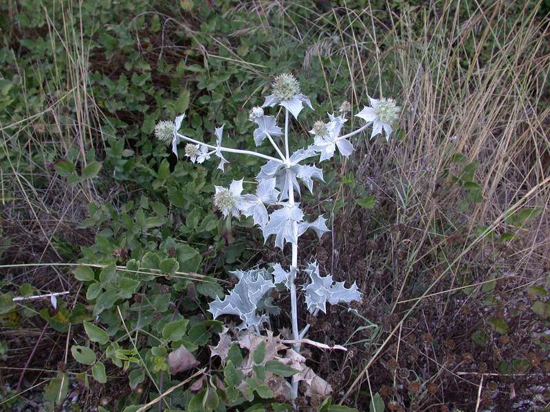 Erymgium maritimum, Echinophora spinosa, Matthiola sinuata