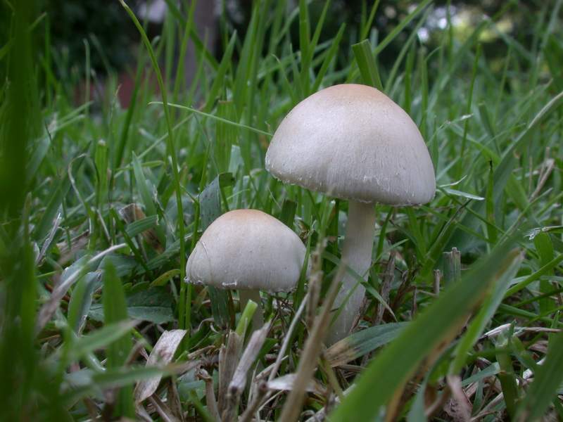 Psathyrella candolleana