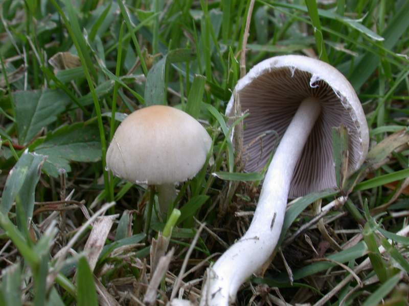 Psathyrella candolleana