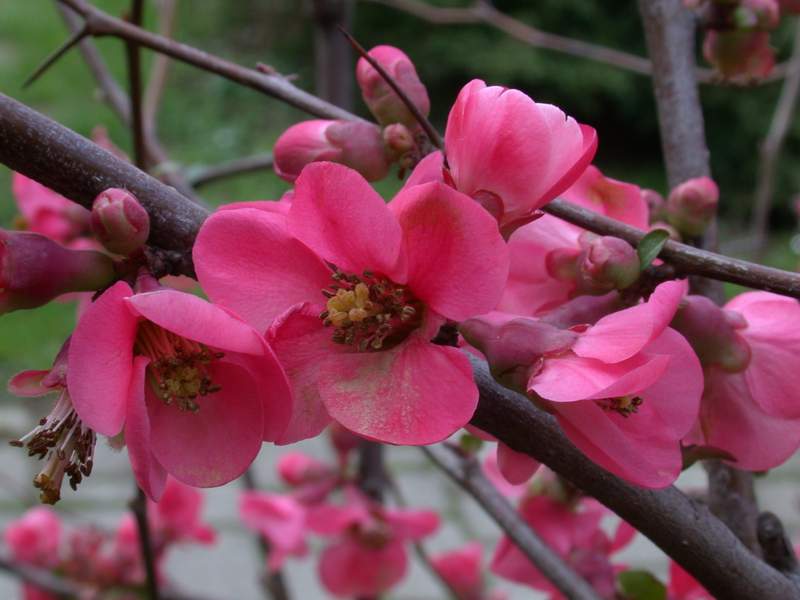 Chaenomeles japonica = Cotogno da fiore