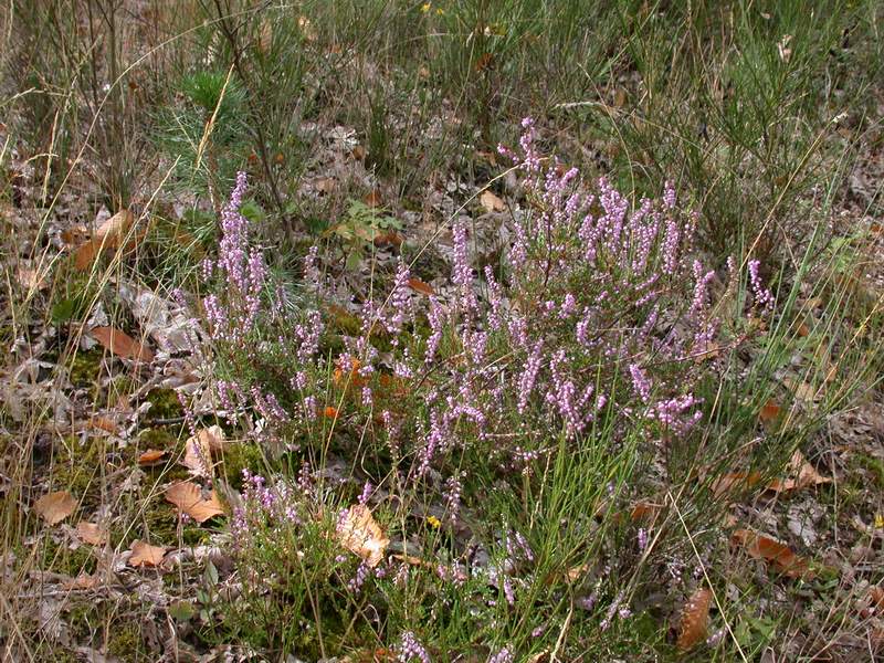 Calluna vulgaris / Brugo