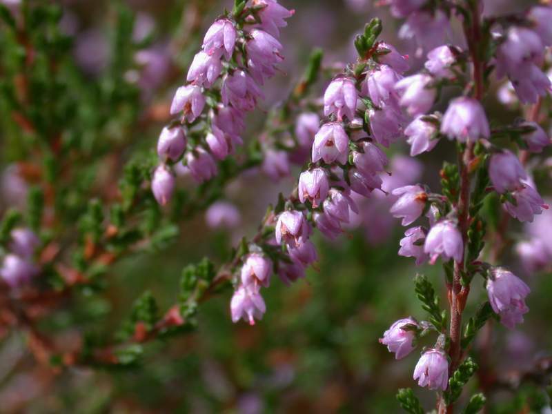 Calluna vulgaris / Brugo