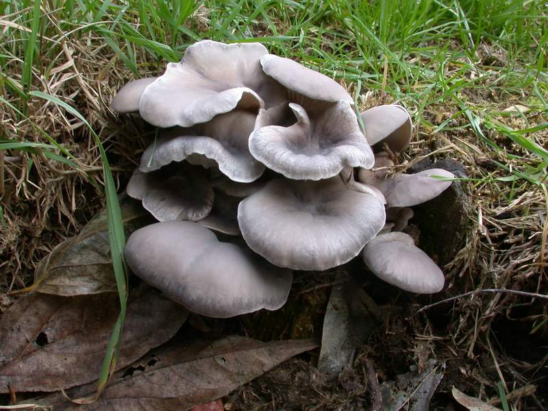 Ancora Pleurotus ostreatus