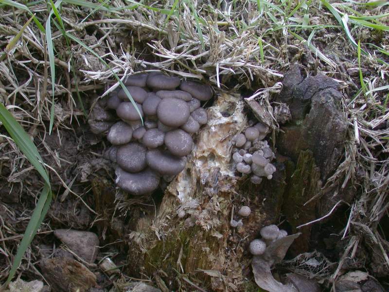 Ancora Pleurotus ostreatus