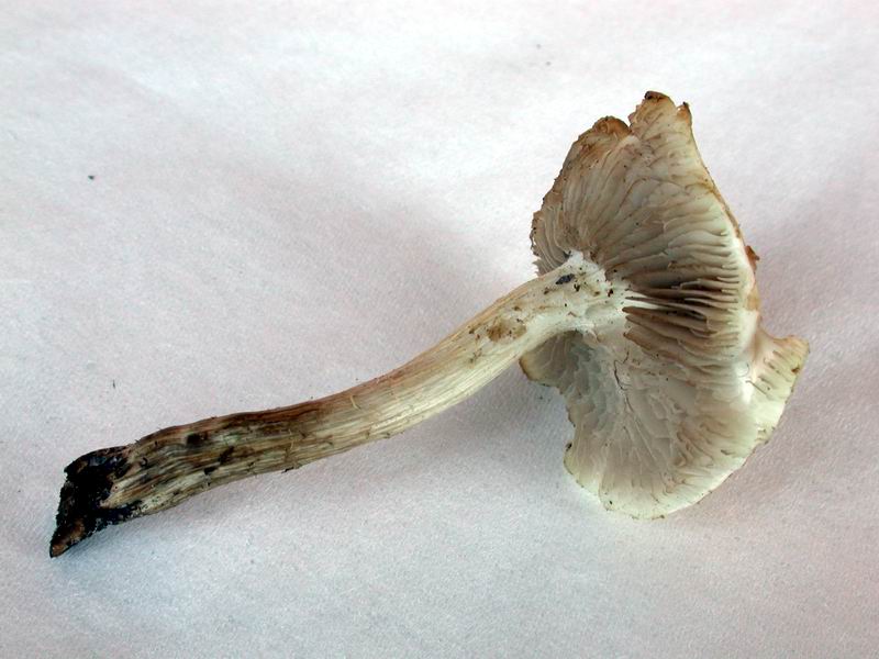 Il primo......(Agrocybe aegerita)